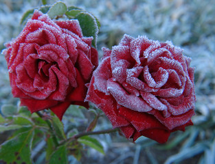 rose under hoar-frost