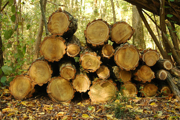 troncs d'arbre coupés