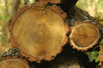 troncs d'arbre coupés