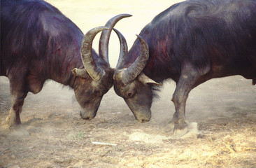 bull fight 9