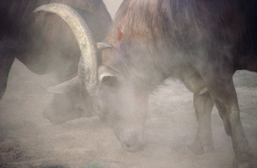 bull fight 11