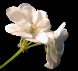 Fototapeta na wymiar geranium white 2