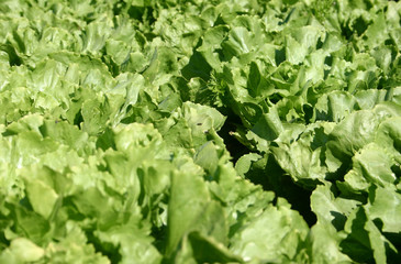 salat
