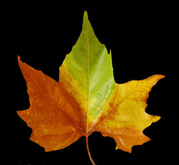 feuille morte