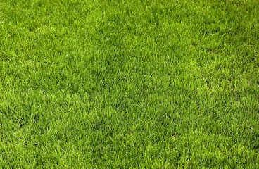 Abwaschbare Fototapete Fußball rasenfläche