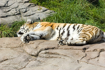 Obraz premium sleeping baby