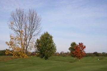 arbres sur green