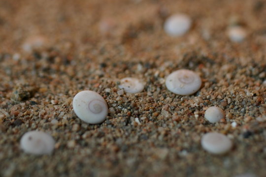 oeil de sainte lucie