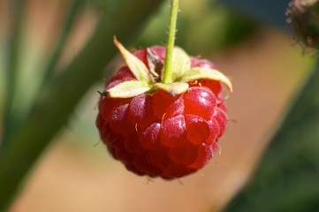 raspberry