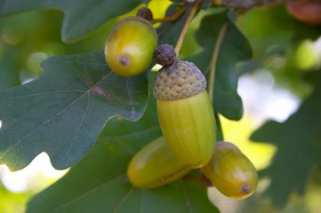 acorns © Igor Zhorov