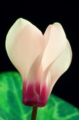 cyclamen