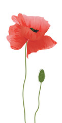 red poppy