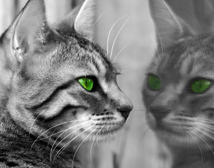 green eyed monster - obrazy, fototapety, plakaty