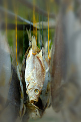 salted fish