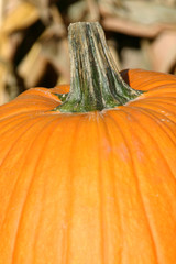 up close - pumpkin