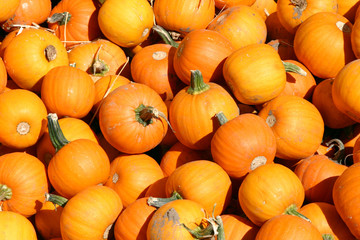 up close - mini pumpkins