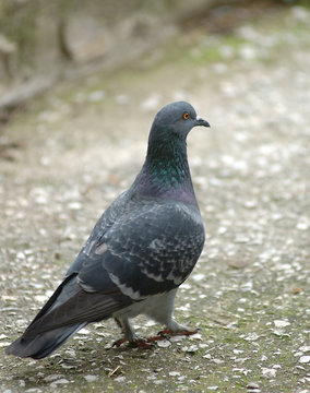 pigeon