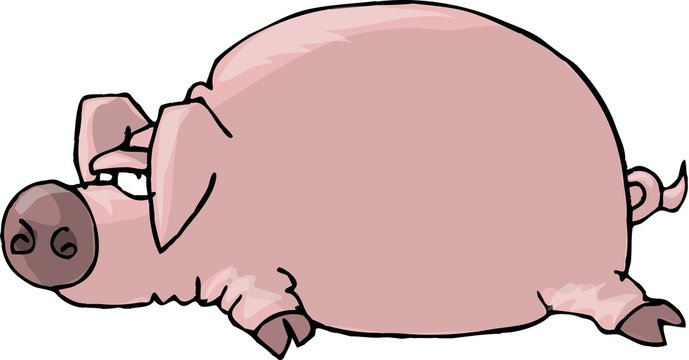 pig lying flat