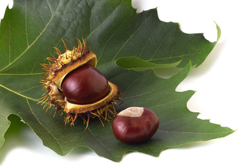 two chestnuts on the leaf
