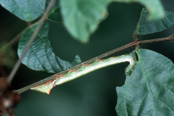 caterpillar