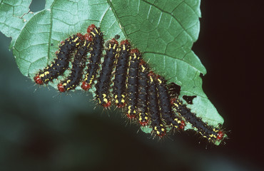 Obraz premium caterpillars