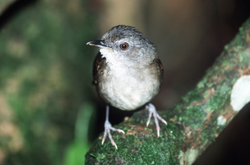 illadopsis