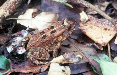 toad
