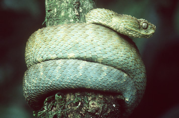bush viper