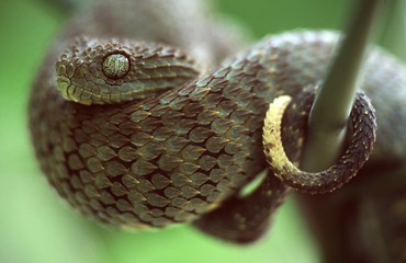 bush viper