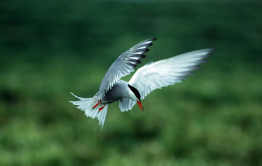tern