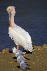 pelican blanc © Vetea TOOMARU