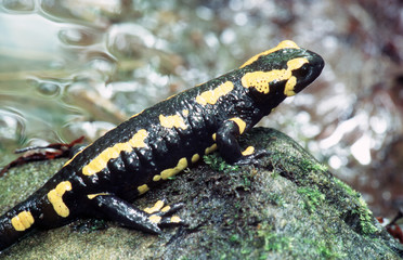 salamander