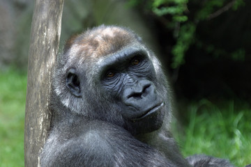 gorilla