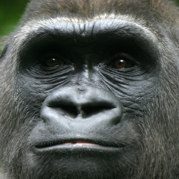 Gorilla