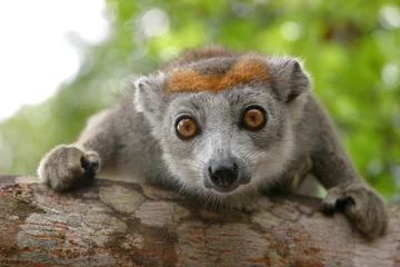 Foto op Canvas crowned lemur © Simone van den Berg