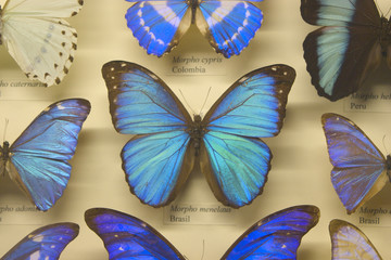 butterfly collection