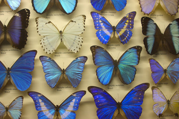 Obraz na płótnie Canvas butterfly collection