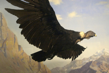 condor