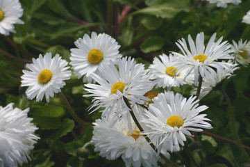 Fototapeta premium large daisies