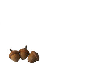 three acorns isolated on white to the left