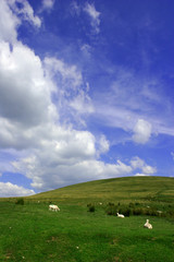 rural tranquility on a hillside