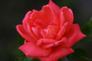 red rose