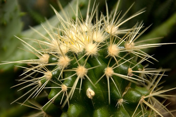 nature cactuse 01