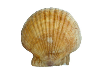 shell