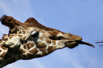 girafe qui tire la langue