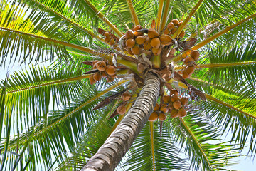 i've got a lovely bunch.