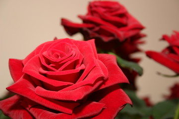 closeup rose