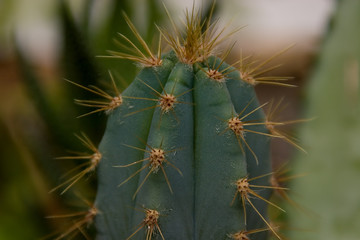 nature cactuse 02