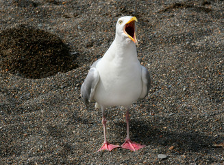 screaming seagull
