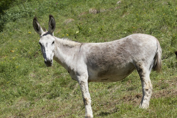 Naklejka na ściany i meble white donkey in Alps mountains, Italy